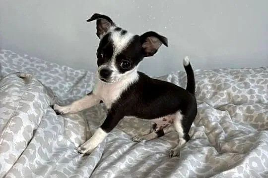Maleńki chłopiec xxxs 800 gram- Chihuahua krótkowłosy chłopiec, Mazowieckie, Skrzeszew