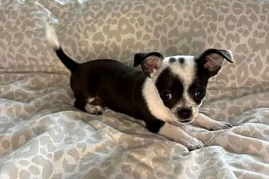 Maleńki chłopiec xxxs 800 gram- Chihuahua krótkowłosy chłopiec, Mazowieckie, Skrzeszew