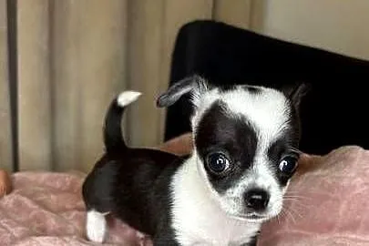 Maleńki chłopiec xxxs 800 gram- Chihuahua krótkowłosy chłopiec, Mazowieckie, Skrzeszew
