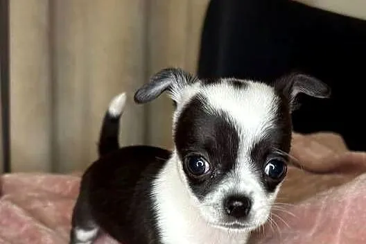 Maleńki chłopiec xxxs 800 gram- Chihuahua krótkowłosy chłopiec, Mazowieckie, Skrzeszew