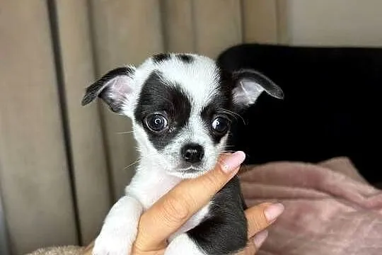 Maleńki chłopiec xxxs 800 gram- Chihuahua krótkowłosy chłopiec, Mazowieckie, Skrzeszew