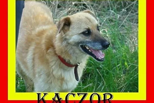 17kg ,średnio ruchliwy,kocha spacery,kocha dzieci,pies KACZOR,  małopolskie Kraków
