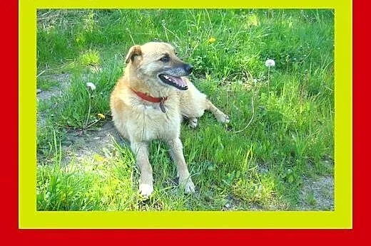17kg ,średnio ruchliwy,kocha spacery,kocha dzieci,