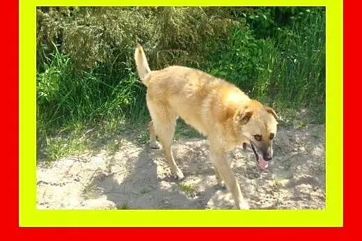 17kg ,średnio ruchliwy,kocha spacery,kocha dzieci,