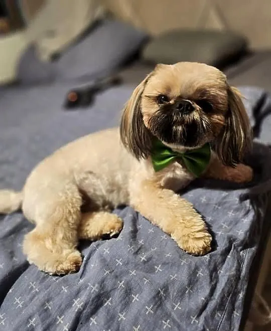 Shih Tzu ZŁOTY Reproduktor, pełny rodowód wielopokoleniowy, Śląskie, Częstochowa