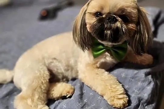 Shih Tzu ZŁOTY Reproduktor, pełny rodowód wielopokoleniowy, Śląskie, Częstochowa