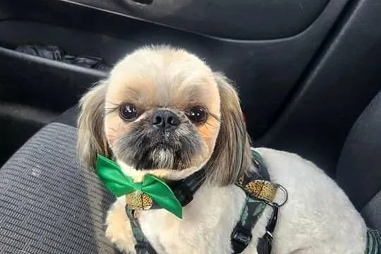 Shih Tzu ZŁOTY Reproduktor, pełny rodowód wielopokoleniowy, Śląskie, Częstochowa