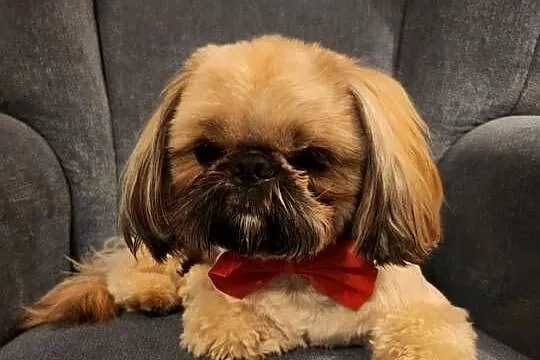 Shih Tzu ZŁOTY Reproduktor, pełny rodowód wielopokoleniowy, Śląskie, Częstochowa