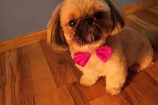 Shih Tzu ZŁOTY Reproduktor, pełny rodowód wielopokoleniowy, Śląskie, Częstochowa