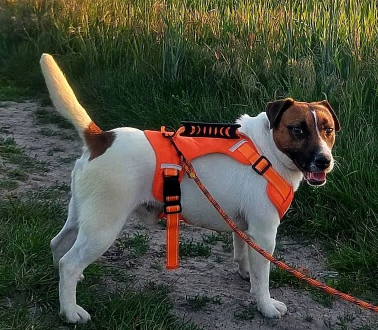 Jack russell terrier Reproduktor, Wielkopolskie, Gostyń