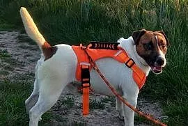 Jack russell terrier Reproduktor