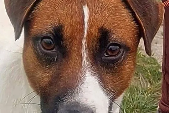 Jack russell terrier Reproduktor, Wielkopolskie, Gostyń