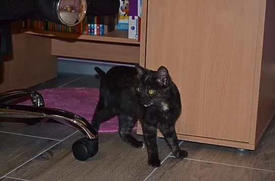Szyszka szuka domu