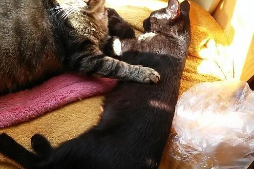Gawronek ożywi Twoją codzienność :),  mazowieckie 