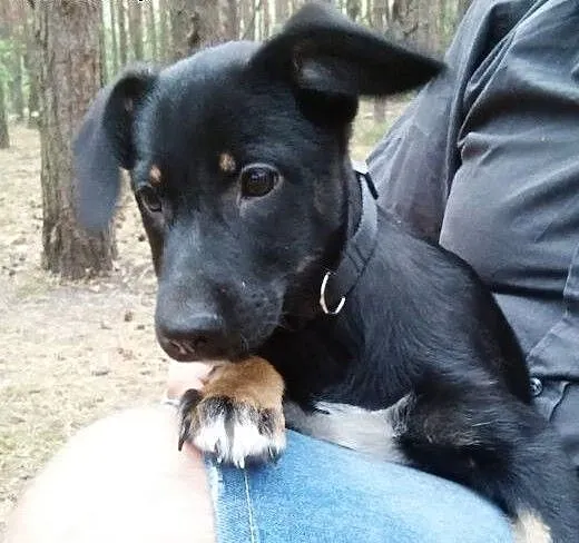 Masza 3 miesc szczeniaczek poleca się do adopcji,