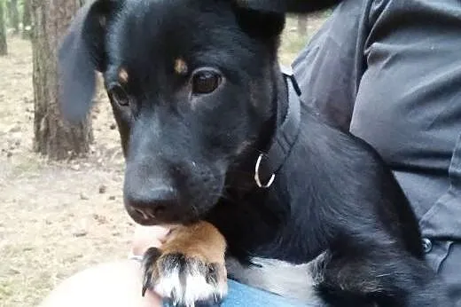 Masza 3 miesc szczeniaczek poleca się do adopcji, 