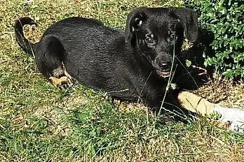 Masza 3 miesc szczeniaczek poleca się do adopcji, 