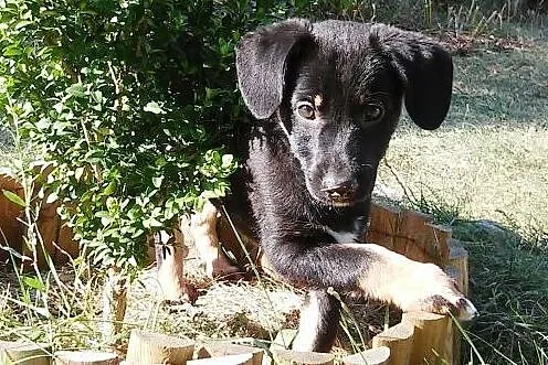 Masza 3 miesc szczeniaczek poleca się do adopcji, 