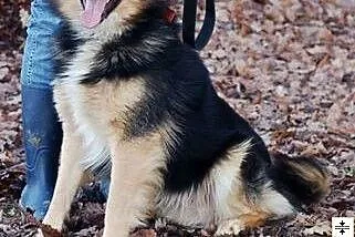 Portos do adopcji .,  łódzkie Skierniewice