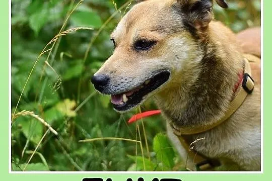 Mały 10 kg, przyjacielski, radosny,energiczny pies