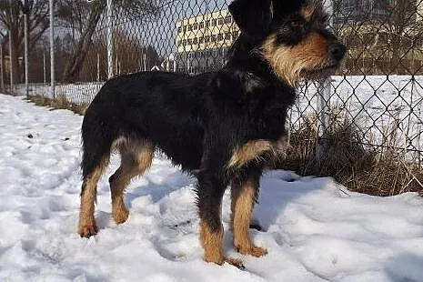 Młoda grzeczna suczka Fiona,  warmińsko-mazurskie Olsztyn