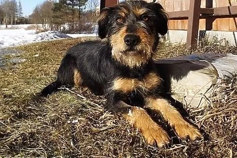 Młoda grzeczna suczka Fiona,  warmińsko-mazurskie 