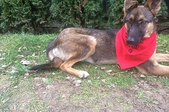 Dakota, 6 miesięczny, łagodny SZCZENIAK szuka domu