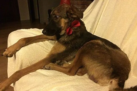 Dakota, 6 miesięczny, łagodny SZCZENIAK szuka domu