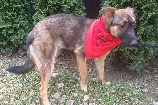 Dakota, 6 miesięczny, łagodny SZCZENIAK szuka domu