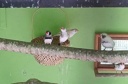Zeberki austraulijskie, Śląskie, Blachownia
