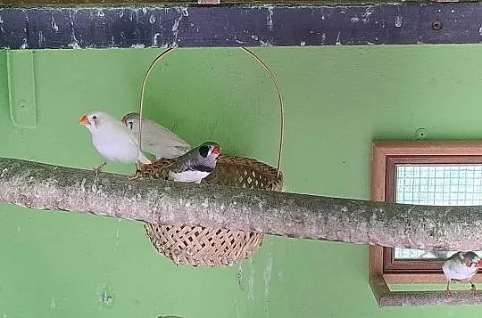 Zeberki austraulijskie, Śląskie, Blachownia