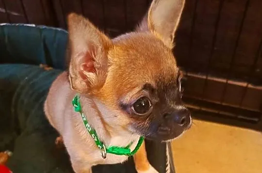 Chihuahua psy rodowodowe FCI, Mazowieckie, Puszcza Mariańska