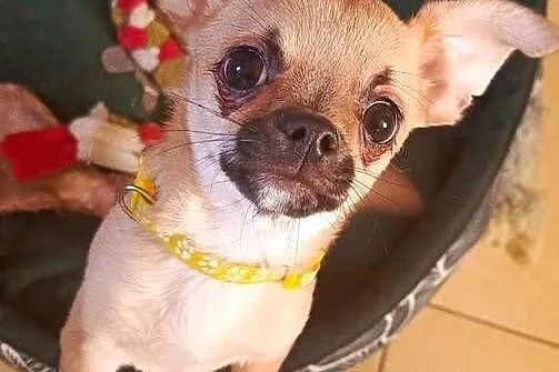 Chihuahua psy rodowodowe FCI, Mazowieckie, Puszcza Mariańska
