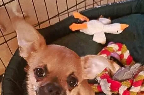 Chihuahua psy rodowodowe FCI, Mazowieckie, Puszcza Mariańska