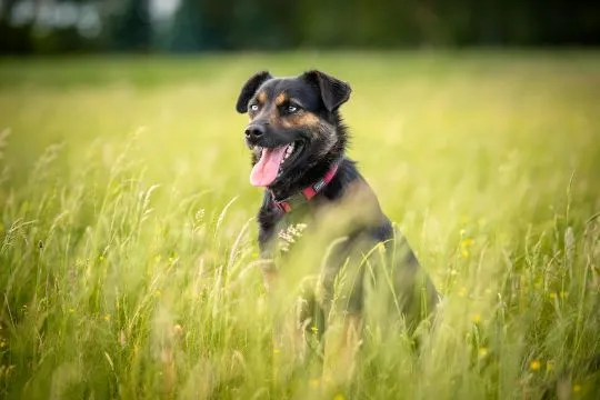 Gustaw - wyjątkowy, wesoły, kochany psiak!  Gustaw to uroczy, 1,5-roczny samiec z tych mniejszych śr, , Warszawa