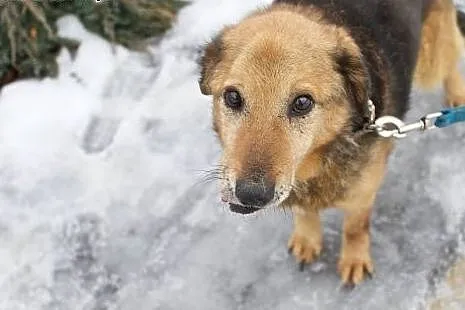 Uroczy starszy LANER poleca się do adopcji!,  mazowieckie Warszawa