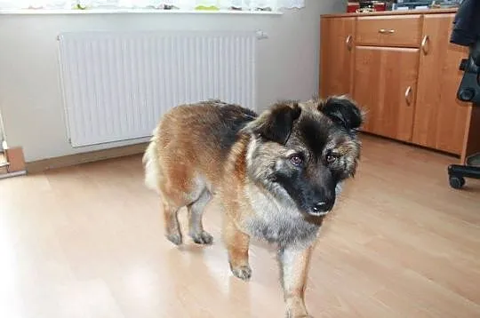 Sara – piękna, misiowata suczka, 2letnia szuka dom