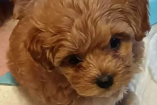 Sprzedam pieska- suczkę rasy maltipoo z czipem, zaszczepiona