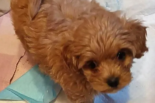 Sprzedam pieska- suczkę rasy maltipoo z czipem, zaszczepiona, Małopolskie, Andrychów