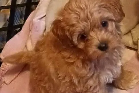 Sprzedam pieska- suczkę rasy maltipoo z czipem, zaszczepiona, Małopolskie, Andrychów