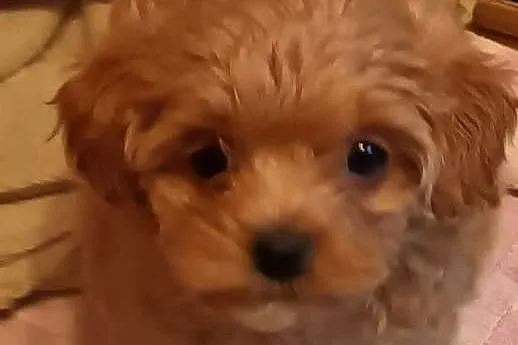 Sprzedam pieska- suczkę rasy maltipoo z czipem, zaszczepiona, Małopolskie, Andrychów