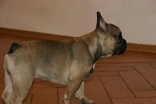 Buldog francuski FCI