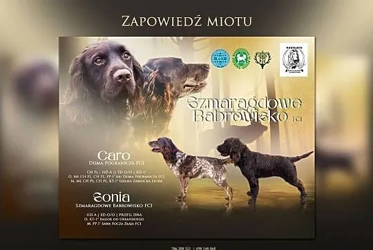 Płochacz niemiecki WACHTELHUND - Zapowiedź miotu