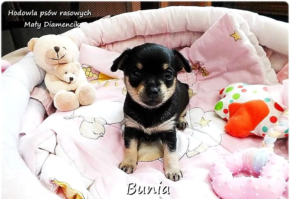 Mini Suczka BUNIA Ratlerek XS! Pinczer miniaturowy +Rodowód Do REZERWACJI, Lubuskie, Żary