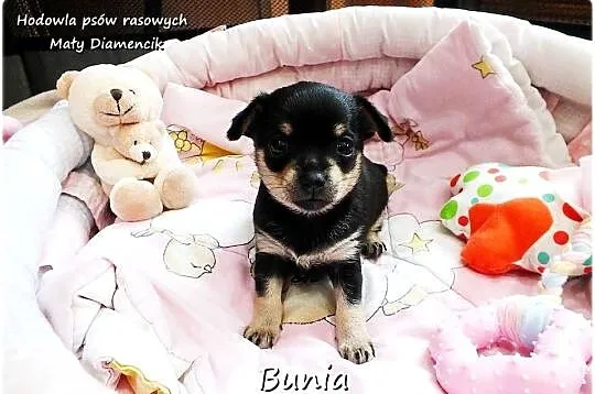 Mini Suczka BUNIA Ratlerek XS! Pinczer miniaturowy +Rodowód Do REZERWACJI, Lubuskie, Żary