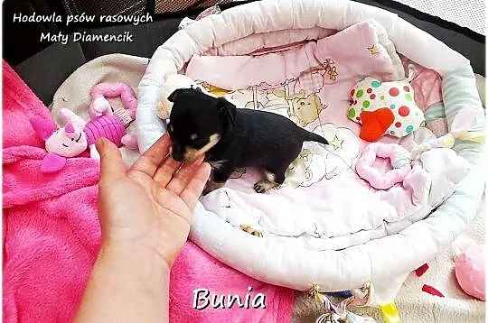 Mini Suczka BUNIA Ratlerek XS! Pinczer miniaturowy +Rodowód Do REZERWACJI, Lubuskie, Żary
