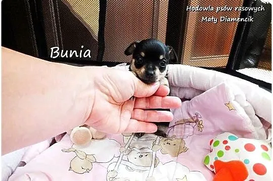 Mini Suczka BUNIA Ratlerek XS! Pinczer miniaturowy +Rodowód Do REZERWACJI, Lubuskie, Żary