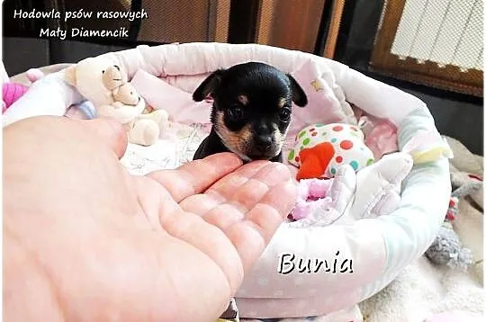 Mini Suczka BUNIA Ratlerek XS! Pinczer miniaturowy +Rodowód Do REZERWACJI, Lubuskie, Żary