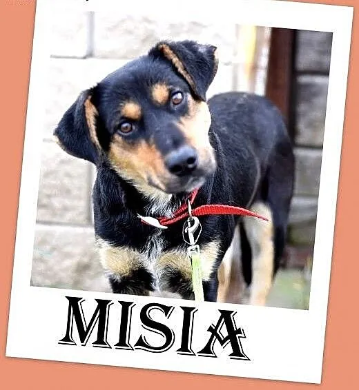 17kg,średnia,przyjazna,łagodna suczka MISIA.Adopcj