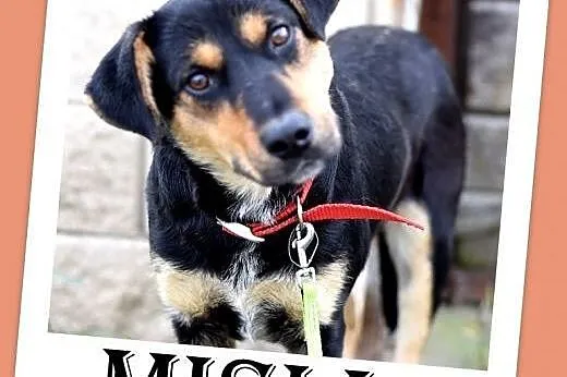 17kg,średnia,przyjazna,łagodna suczka MISIA.Adopcj